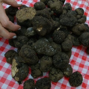 b2b-wholesale-truffles