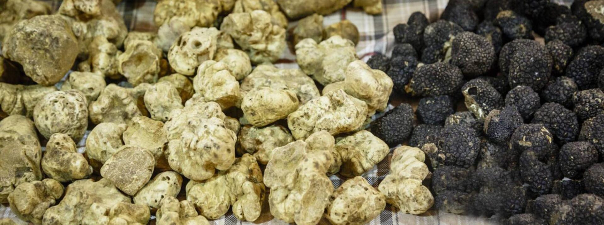 black-white-truffle